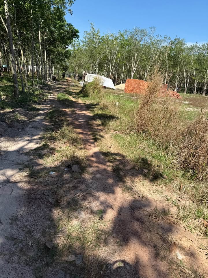 Đất nền Giồng Cà Bình Minh 1200m² - Ô tô vào tận nơi, giá 280 triệu