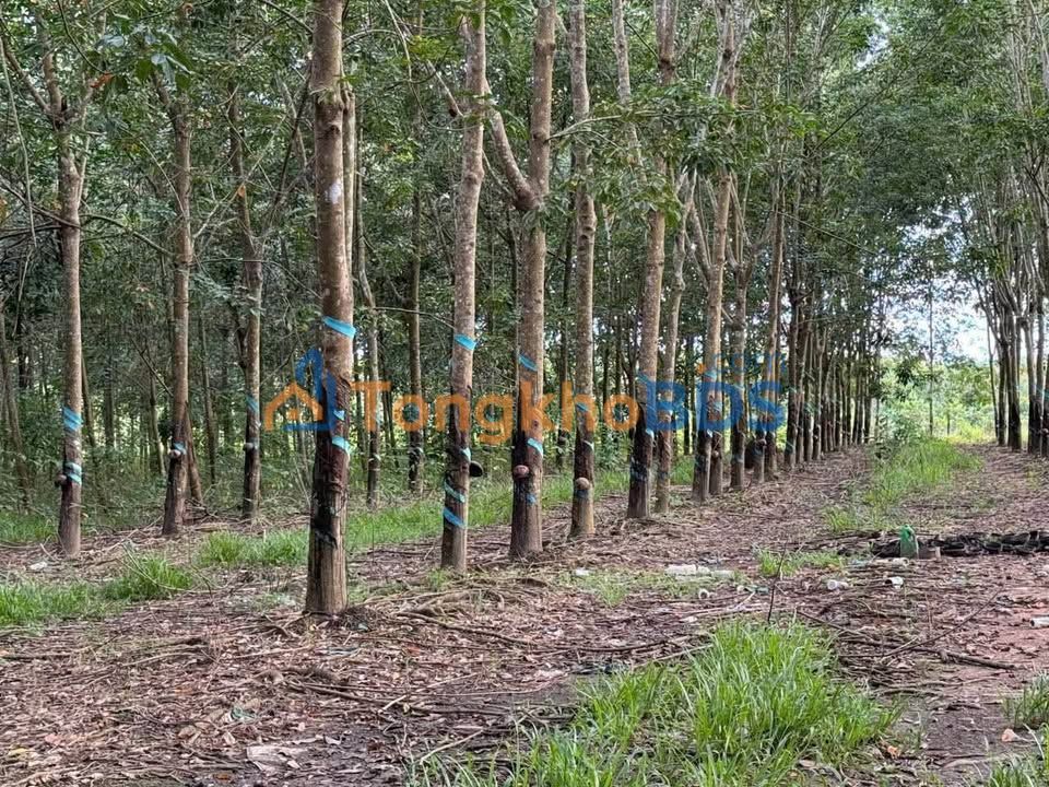 Bán Gấp 7000m² Đất Vườn Cao Su Tại Hớn Quản, Bình Phước - Giá Thỏa Thuận