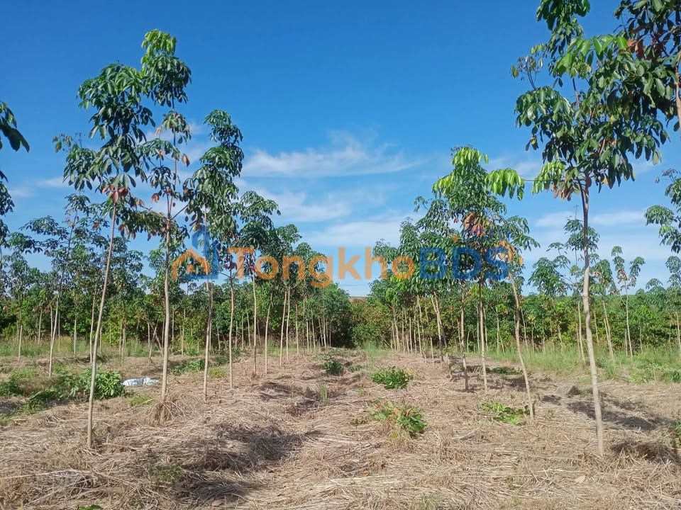 Bán Gấp Farm Cao Su Non 1ha, 80 Cây Bưởi Trĩu Quả, Mặt Tiền Hồ - Bù Đốp, Bình Phước