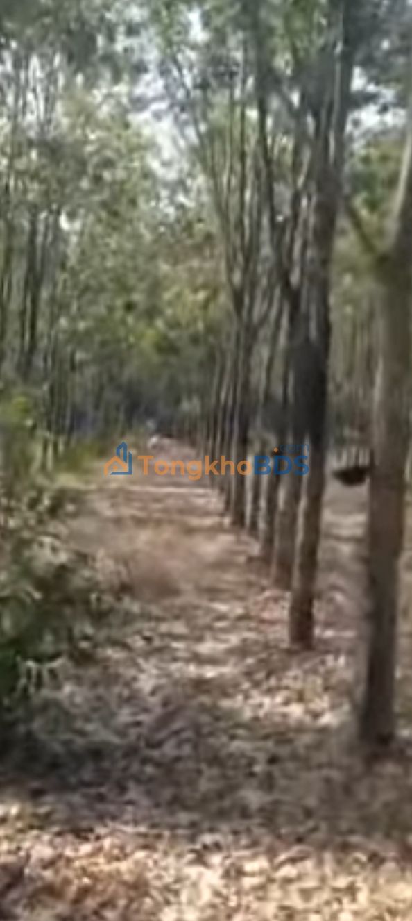 Bán Gấp Đất Vườn Cao Su 8664m² - Ấp 3, Hưng Phước, Bình Phước