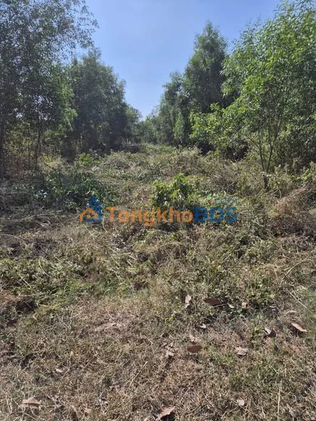 Đất Vườn 1000m² Gò Dầu - Sổ Hồng Sẵn Sàng, Giá Đầu Tư 550 Triệu