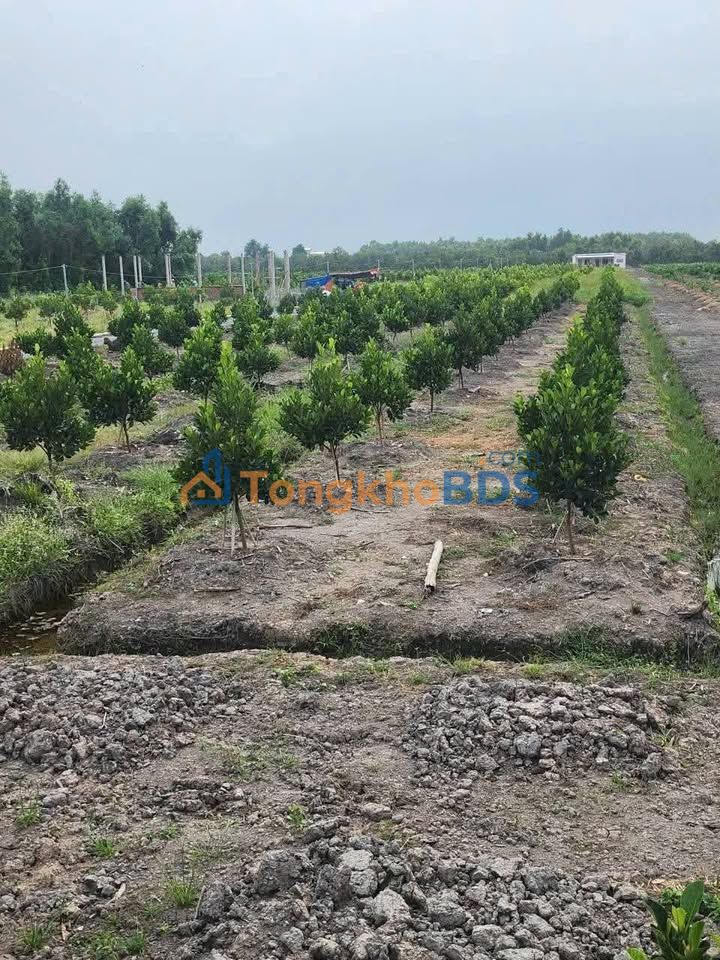 Đất Vườn Mặt Tiền Kênh An Phú Đông, Q12 - 506m² Giá 650 Triệu