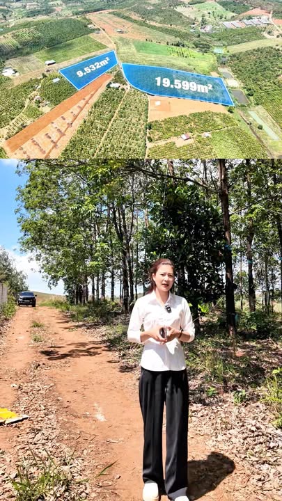 Bán Đất Trồng Cao Su 3ha Phường Nghĩa Phú, Gia Nghĩa - Mặt Tiền Đường 300m