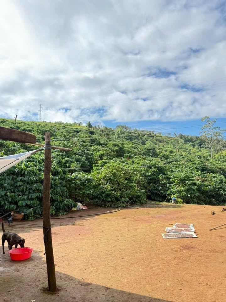 Bán Gấp Rẫy 5.3ha Xuân Lâm, Đồng Nai - Sổ Hồng Chính Chủ, Giá 7.5 Tỷ