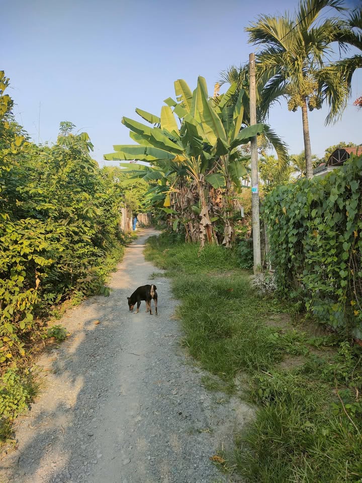 Bán Đất Vườn 385m² Phú Hòa Đông, Củ Chi - Sổ Đỏ, Giá 2.9 Tỷ