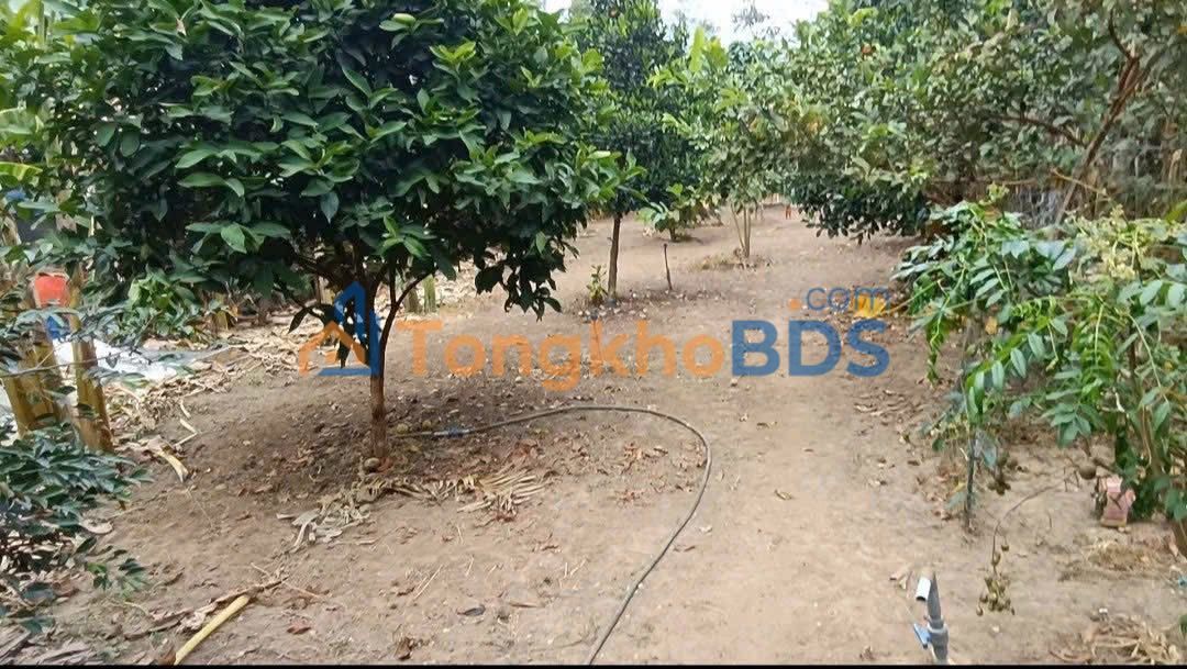 Nhà Vườn Củ Chi 1020m² - Sổ Hồng Thổ Cư, Giá 5.5 Tỷ