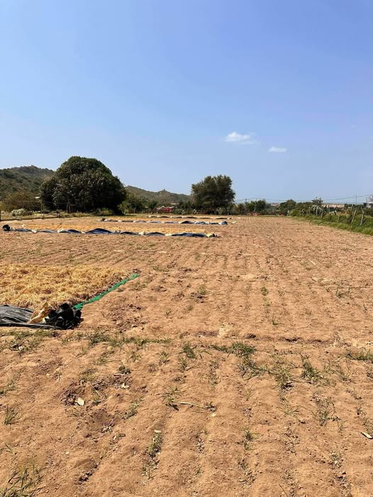 Bán Rẫy 5071m² Trồng Hành Tỏi - Mỹ Sơn, Ninh Thuận - Giá 2 Tỷ XX