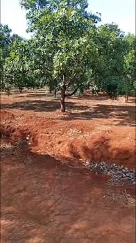 Bán Đất Điều 2ha Gia Lai - Mặt Tiền 64m Đường Liên Xã Ia Blang