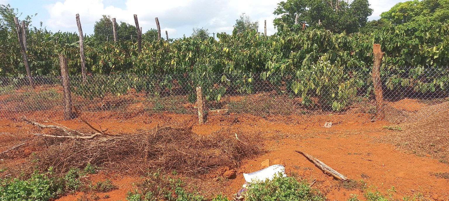 Bán Gấp Trang Trại 8ha Ia Băng, Gia Lai - Đất Vườn Cà Phê, Sầu Riêng, Sẵn Nước