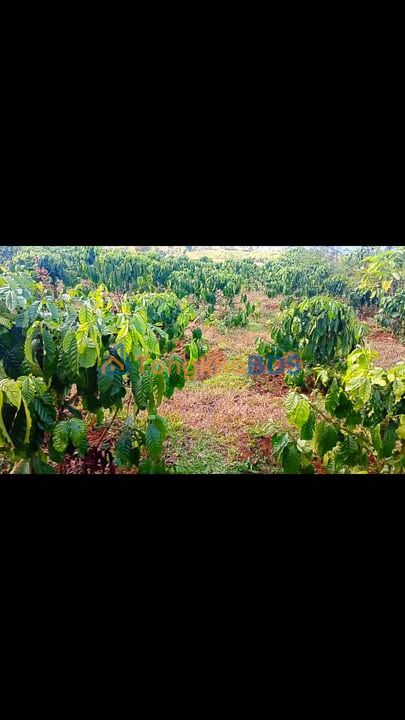 Bán Gấp 6000m² Vườn Cà Phê Biển Hồ, Pleiku - Giá Tốt