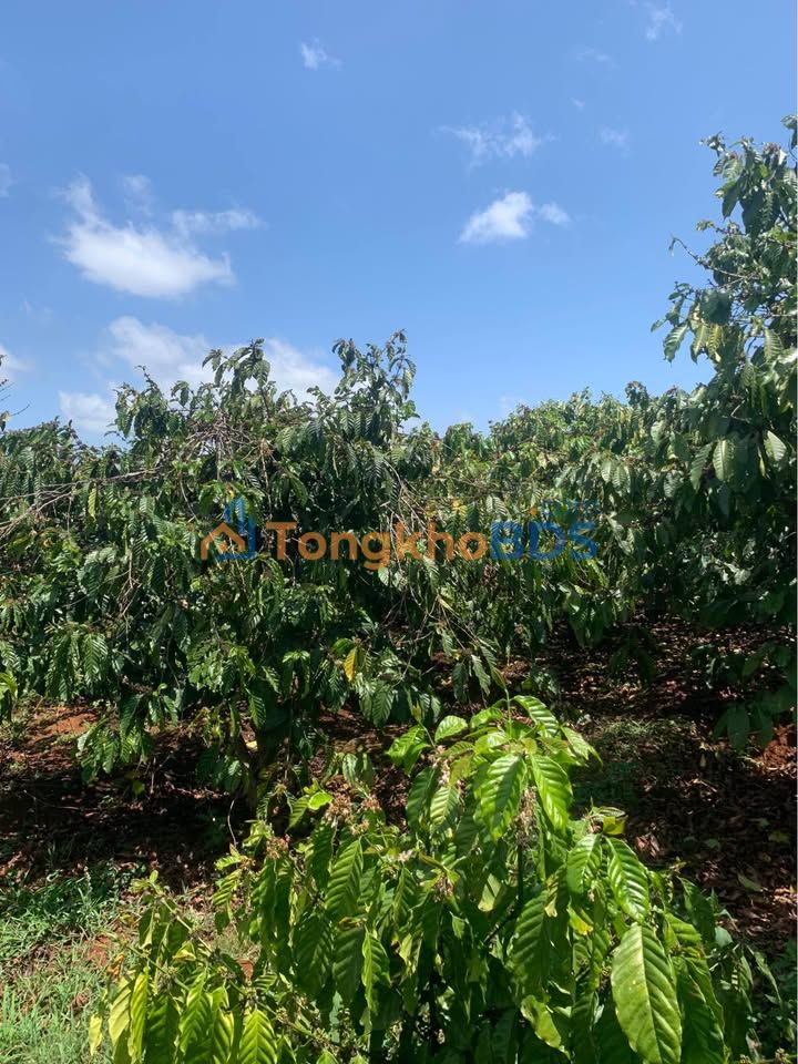 Đất Farm 10.000m² Phường Diên Hồng, Pleiku - Mặt Tiền Đường Nhựa 120m