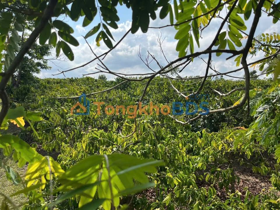 Bán đất rẫy 21.600m² tại Chư Păh, Gia Lai - Sẵn sàng khai thác cà phê