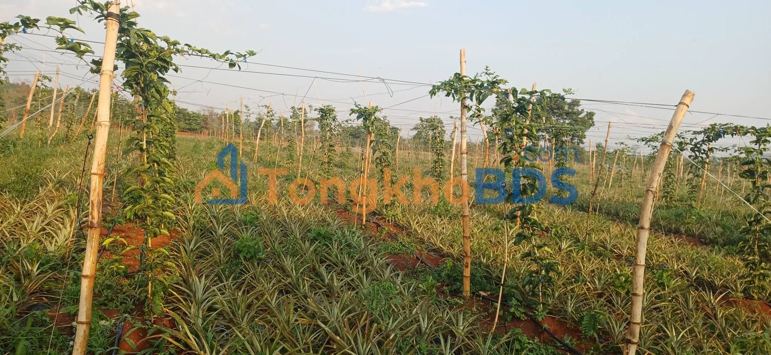 Bán Gấp Đất Farm 2.4ha Trồng Cà Phê, Chanh Dây Tại Ia Băng, Đăk Đoa