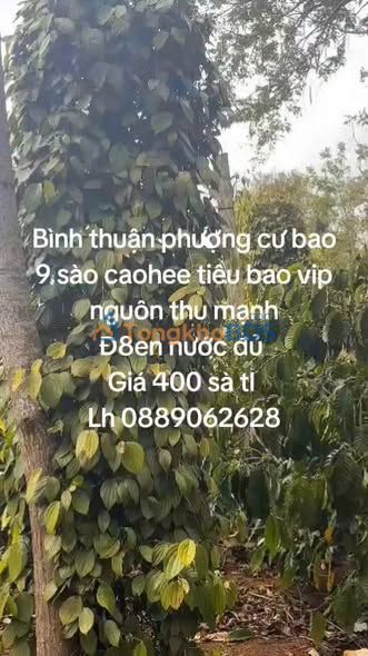 Farm 9000m² Đắk Lắk - Tiềm năng sinh lời đột phá
