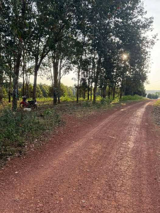 Đất trồng điều Phước Sơn 36.000m² 6.2 tỷ - An yên tĩnh lặng