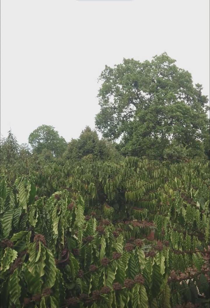 Bán Đất Đỏ Gia Lai 360m² - 200 Triệu/Sào, Sẵn Nền Đẹp