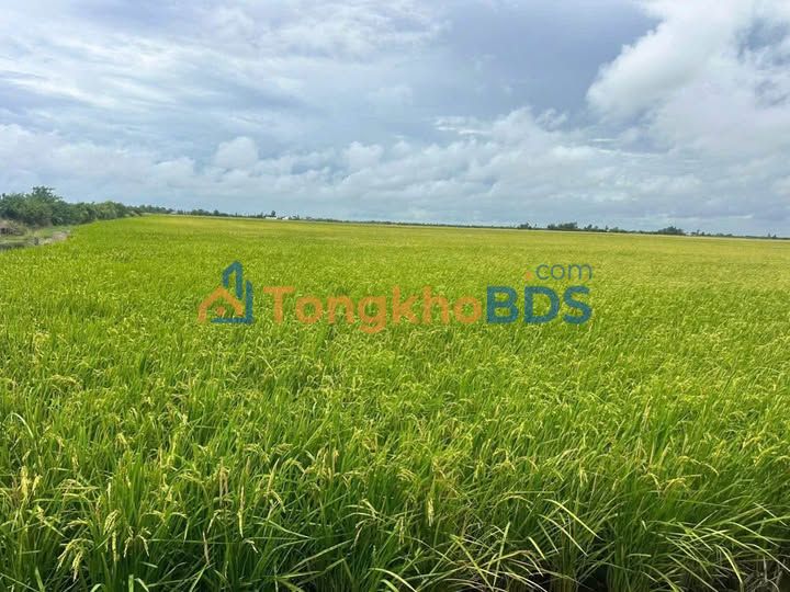60 Công Đất Lúa Mặt Tiền Kênh 200 Hòn Đất, Kiên Giang - Sẵn Sàng Đầu Tư