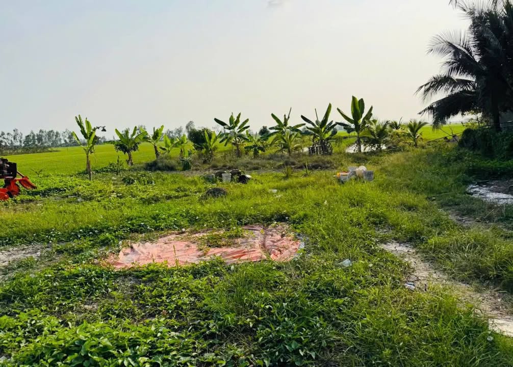 Bán đất An Giang 1000m² có sẵn vườn trái cây, ao cá - Giá 1.3 tỷ