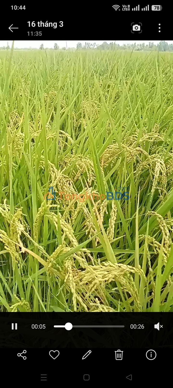 Bán Gấp 10 Công Đất Ruộng Vĩnh Phú, Giang Thành, Kiên Giang - Giá Đầu Tư 1.1 Tỷ