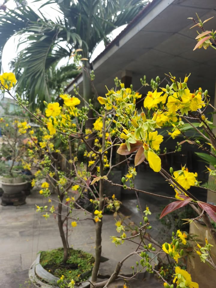 Bán Đất Nền KV6 Trần Phú, Quy Nhơn - 100m² Sổ Đỏ Chính Chủ