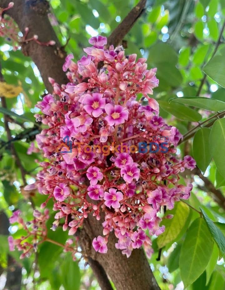 Mặt bằng kinh doanh Nguyễn Thị Tú, Bình Tân 262m² - Sầm uất, giá 30 triệu/tháng