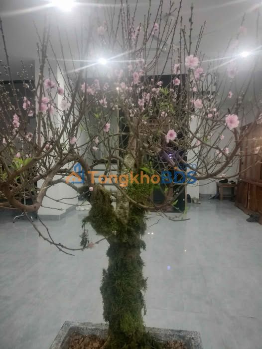 Bán Gấp Nhà 100m² Phường Đông Thịnh, TP Thanh Hóa - Giá 4.x Tỷ