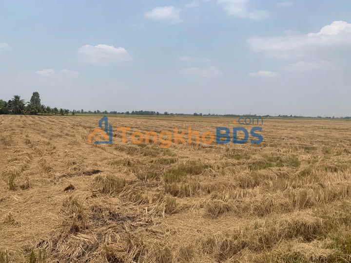 Bán Gấp 123 Công Đất Lúa Vĩnh Điều, Giang Thành - Hai Mặt Tiền Kênh, Xe Máy Tới Đất