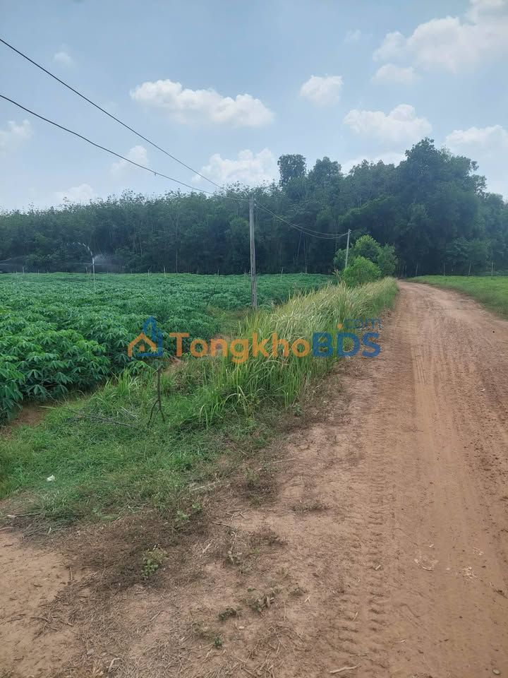 Bán Đất Vườn 11.000m² Tỉnh Tây Ninh - Sẵn Sổ Hồng, Giá Tốt