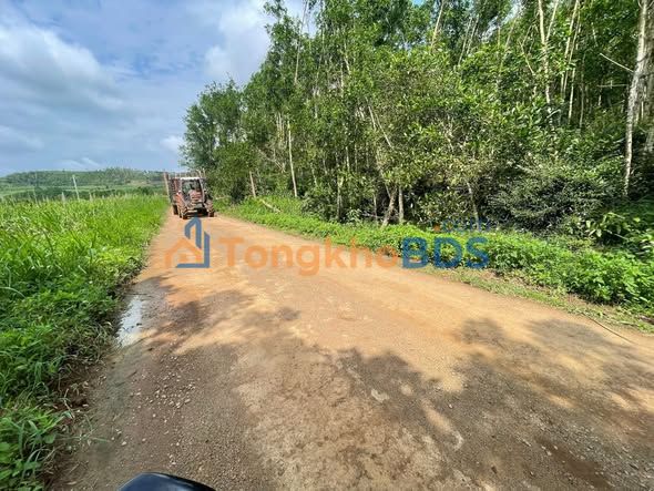 Bán Đất Vườn 4200m² Phú Yên - Sẵn Sàng Khai Thác Keo 4 Năm