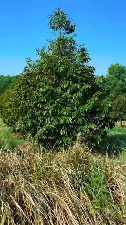 Bán Gấp Vườn Sầu Riêng 1500m² Sổ Riêng Tại Long Khánh