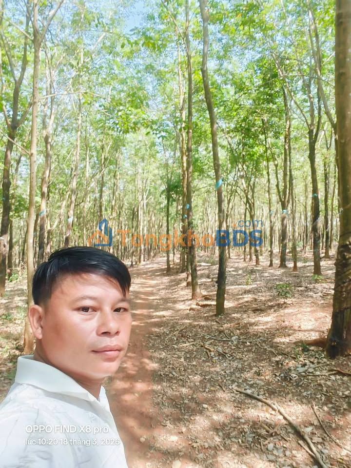 Đất Rẫy Cao Su Đồng Phú 2.1ha - Giá Đầu Tư 1.5 Tỷ/Ha