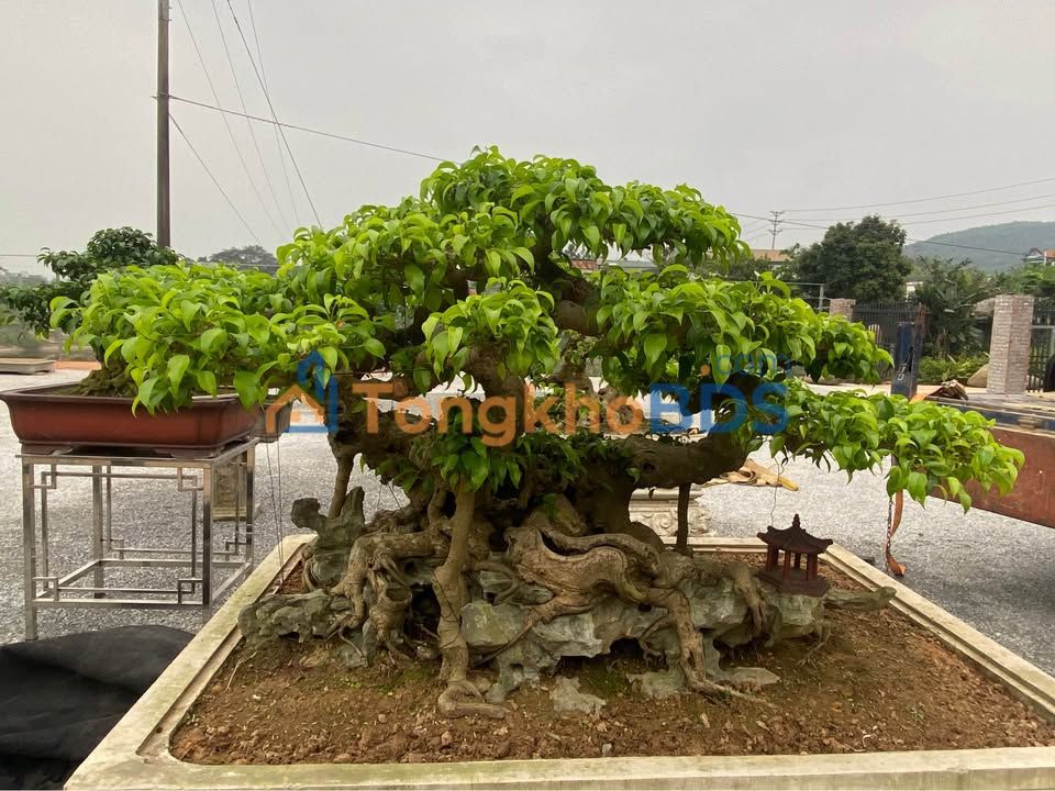 Đất nền KDT An Phú, Tuyên Quang - Mặt tiền 137m², kinh doanh đắc lợi