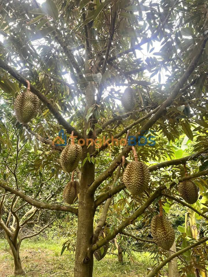 Đất Vườn Sầu Riêng, Bưởi Mặt Tiền Đường Phim Trường Khánh Vĩnh - 433m² Chỉ 849 Triệu