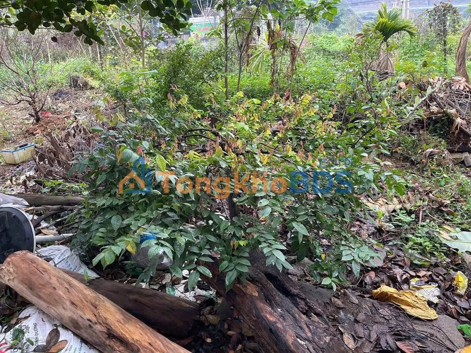 Nhà Cấp 4 Mặt Tiền Trần Thị Lan, Sông Công - Kinh Doanh Sầm Uất