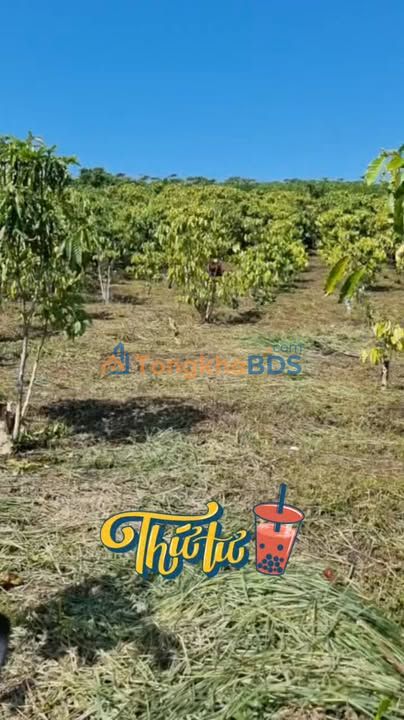 Bán Gấp Đất Vườn Lộc Nga, Bảo Lộc - 527.5m² - Giá 686 Triệu