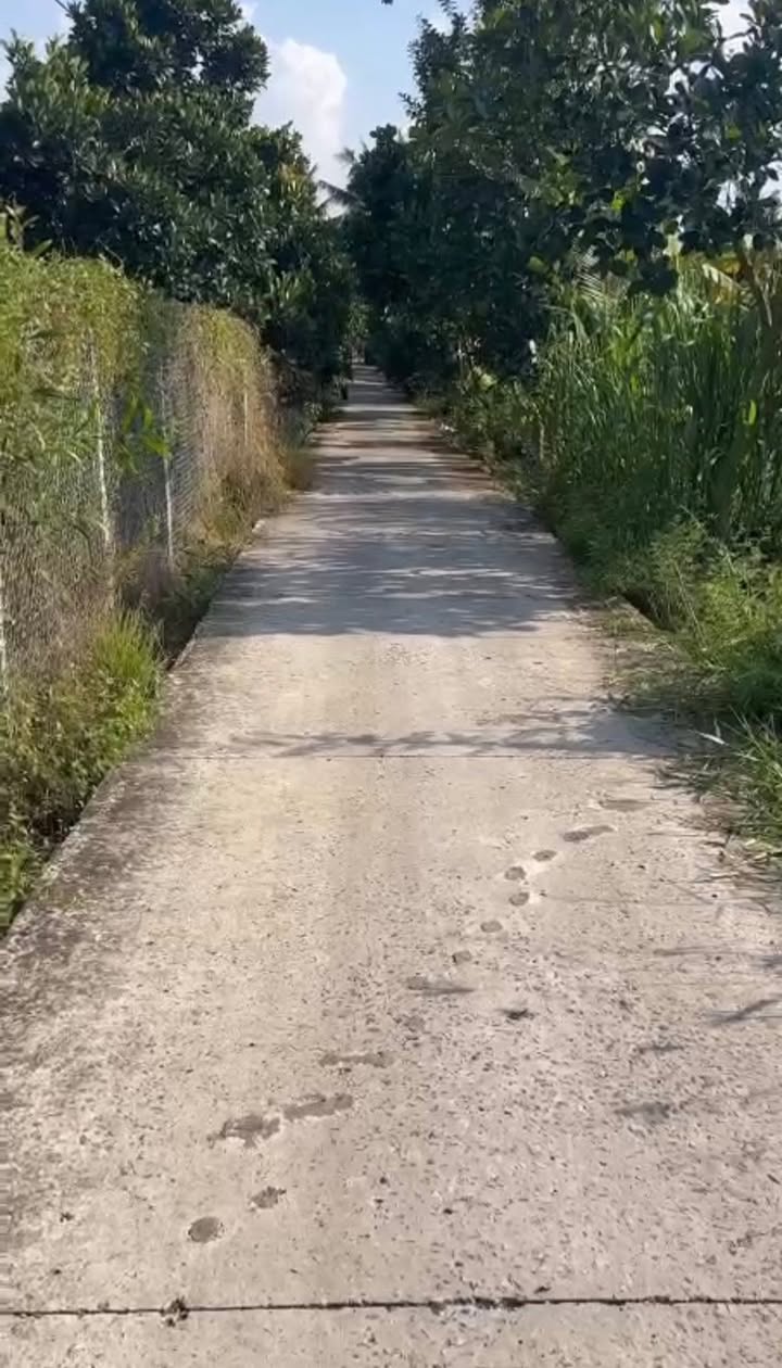 Bán Gấp Vườn Sầu Riêng Monthong 3 Năm Tuổi Tại Long An - 13.000m²