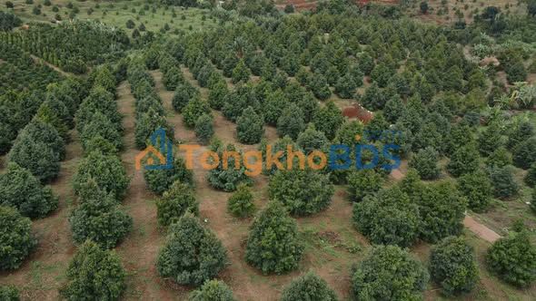 Bán Gấp Rẫy Sầu Riêng 7ha Đắk Lắk - 1.200 Cây Kinh Doanh