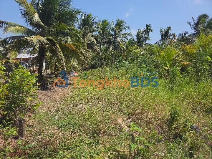 Bán Đất Nền 208m² Sóc Trăng - Sổ Hồng Full Cây Lâu Năm, Giá 300 Triệu