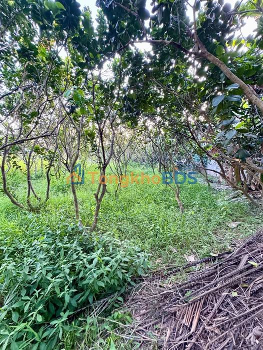 Bán Gấp Đất 392m² 2 Mặt Tiền Đường Huyện 31b, Vĩnh Long