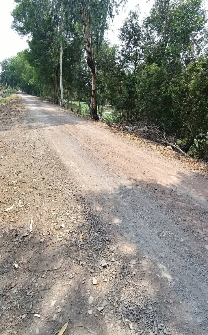 Đất Vườn 25 Công Long An - Sẵn Sàng Lên Vườn, Ngang 65m Mặt Sông Lớn