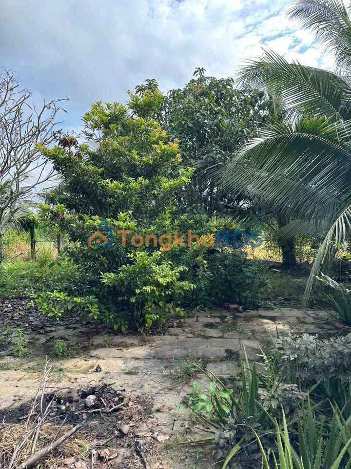 Bán Gấp Đất Vườn 983m² Bến Lức, Long An - Giá Tốt Chỉ 2.1 Tỷ