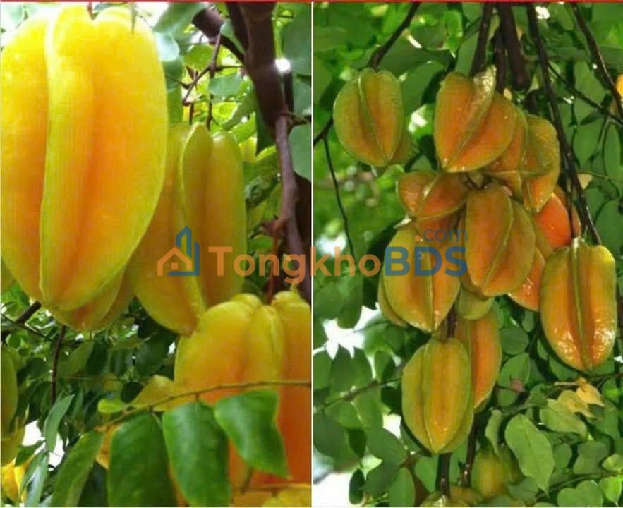 Đất Thổ Cư 300m² Xã Dương Xuân Hội, Long An - Sổ Đỏ Sẵn Sàng