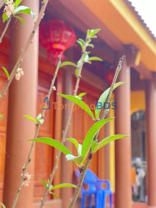 Đất An Tường Tuyên Quang 270m² 1,xx tỷ - Pháp lý rõ ràng