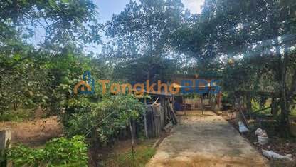 Đất trang trại 6000m² Chân Sơn, Tuyên Quang - 100 gốc bưởi, giá thương lượng