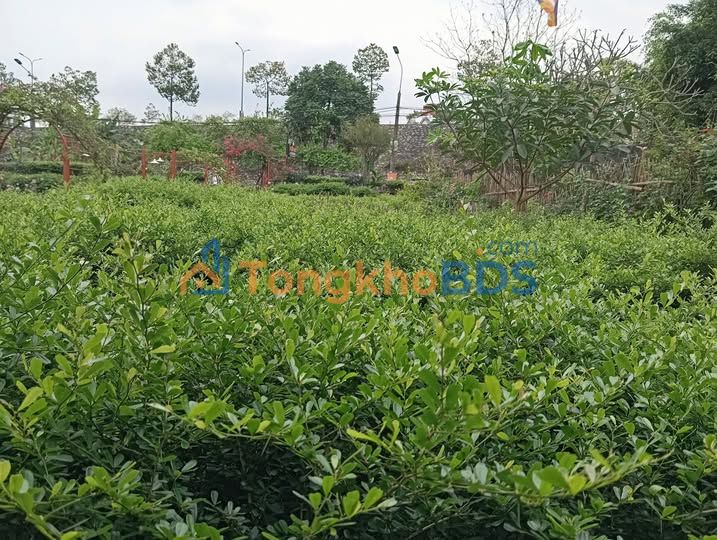 Land Quốc lộ 2 Tuyên Quang 1.300m² giá 3 tỷ - Chính chủ đường to
