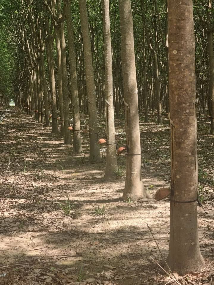 Bán Đất Cao Su 5.2ha Đường Đỏ Lớn, Phú Giáo, Bình Dương - Giá Thỏa Thuận