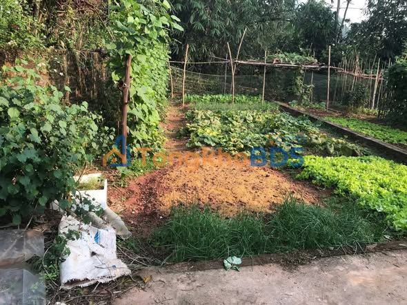 Đất nền 60m² Hạ Bằng, Thạch Thất - Sổ đỏ sẵn, giá tốt nhất khu vực