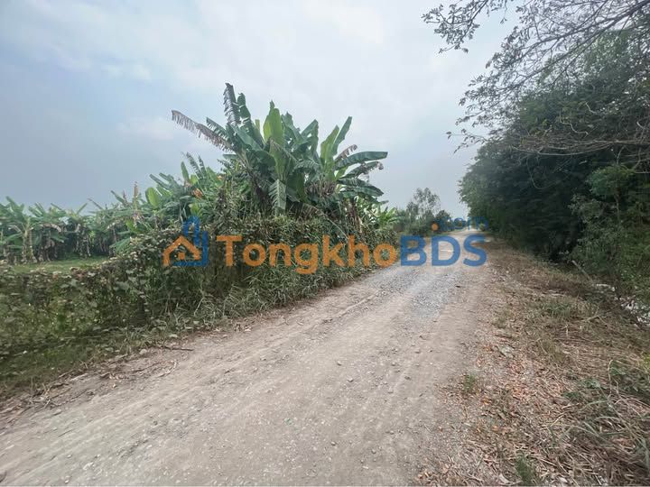 Bán 20.000m² Đất Lúa Mặt Tiền Lộ Thoại Sơn, An Giang - Giá 5 Tỷ