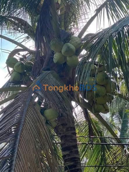 Bán Gấp Đất Vườn Dừa 6075m² Mặt Tiền Đê Tây - Bến Tre Giá 3.5 Tỷ