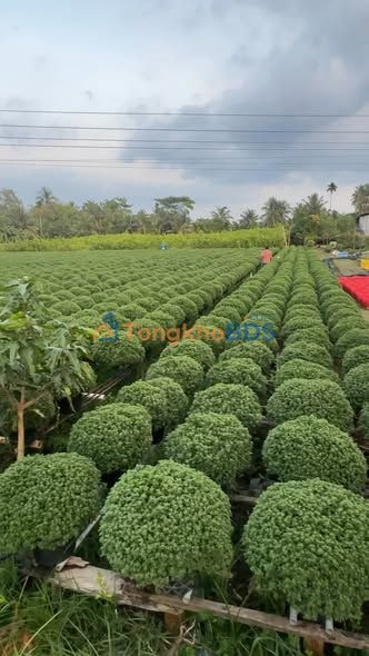 Đất nền Chợ Lách, Bến Tre 900m² - Giá chỉ 1.08 tỷ - Xây biệt thự, làm vườn